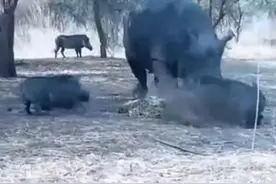 野猪作死这么对犀牛，被犀牛顶飞冲天，凶残震撼，结局大写的惨！图片