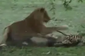 狮子猛击暴打猎豹，将其狠狠咬死，猎豹同伴竟这么做，让人唏嘘！图片