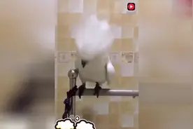 这鹦鹉太有才了，一听见音乐就摇头嗨起来视频封面
