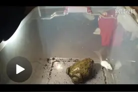非洲牛蛙一口吞下白鼠凶残场面吓哭网友 这枚吃货进食就像开了挂图片