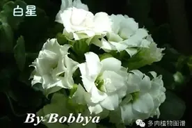 七十个品种的长寿花欣赏与鉴别大全，收好不谢！图片