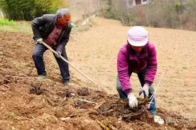 新闻|你知道吗？今年洋芋和往年不一样···图片