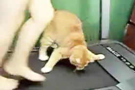 真逗！把猫咪扔在跑步机上，接下来会发生什么？视频封面
