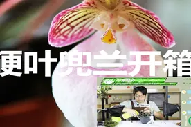 一木花卉：硬叶兜兰开箱，超酷炫花朵我的最爱视频封面
