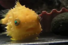 日本水族馆里的罕见生物图片