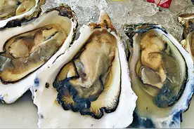 澳洲黄金海岸逍遥游 任性冲浪扬帆出海吃货尽享生蠔鱼鲜图片