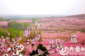 2016中国安丘辉渠桃花节开幕 歌唱家蒋大为现场助阵图片