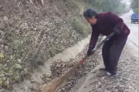 真是水滴石穿，老奶奶一天下来能扫这么多树叶，冬天再也不冷了视频封面