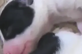 生出没多久的澳牧和边牧串串小狗，爪子太嫩了视频封面