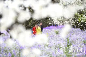 梨香满园四月天 三台山看二月兰图片