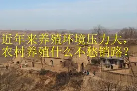近年来养殖环境压力大，农村养殖什么不愁销路？视频封面