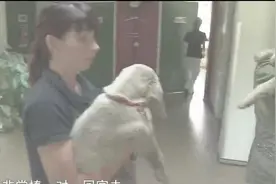 动物视频：拉布拉多猎犬的被毛与众不同 被毛短、直且非常浓密视频封面