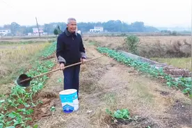 这位农村退休教师的爱好真有格调，不爱打麻将摸纸牌就想种点菜地视频封面