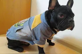 宠物知识法国斗牛犬的常见疾病图片