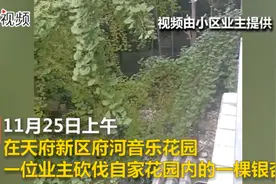 业主砍掉私家花园内银杏树  被罚树木赔偿金1.5倍罚款视频封面