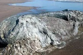 深海怪物?墨西哥海滩巨型奇异生物照网络疯传图片