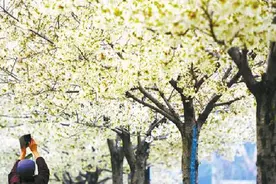 长治：樱花绽放 纸鸢飞舞图片