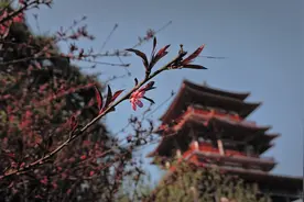 小说：他穿越秦朝，收服萧何，打伤项羽，让刘邦成为自己的小弟图片