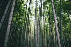 小说：你吃人了吗？恐惧，直面看透自己的修士图片