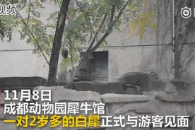 成都动物园来了两头南非白犀牛，原住民“盼盼”隔着围栏都在打望图片