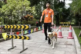 “眼睛”导盲犬，为何变为尴尬的负担图片
