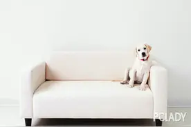 边境牧羊犬容易训练吗图片