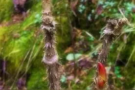 美味野菜：刺龙苞图片