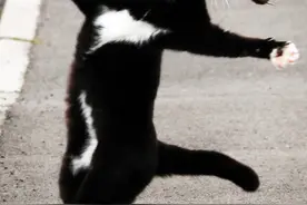 英国黑猫抓老鼠手舞足蹈玩心大发图片