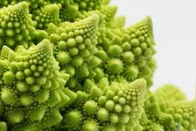 素有“生命蔬菜”的宝塔菜 你见过吗？图片