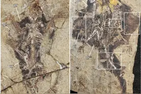 侏罗纪燕辽生物群滑翔型树贼兽揭示哺乳动物中耳结构新型式图片