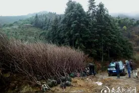 奉家镇长茅界栽下500亩“摇钱树” 预计明年可挂果出产图片