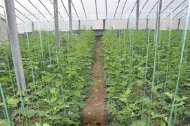 温室越冬黄瓜标准化栽培技术图片