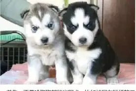 从可爱呆萌到钢铁战士的蜕变，军犬是怎样炼成的？图片