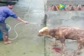 网友人肉“火烧活牛”当事人 官方称网传信息不实图片