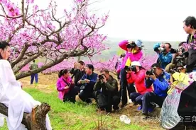 陕州桃花盛开：漫步桃花深处 沉醉不知归期图片