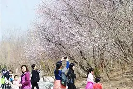 天津滨海新区塘沽森林公园桃花朵朵开 踏青好时节图片