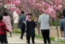 聊城姜堤乐园樱花怒放 悟空八戒大“闹”樱花园图片