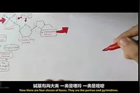 DNA结构 携带人体遗传密码的DNA究竟是什么？视频封面