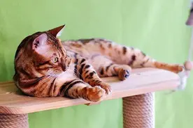 震惊，当一只猫变成老虎后竟然会这样！图片