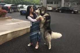 撩妹高手，狗狗大街上的“缠上”了一个姑娘图片
