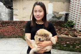 ​小土狗，肥嘟嘟的，很可爱，就是不知道以后会怎么样图片