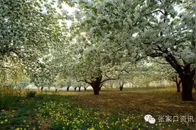 4月张家口周边赏花点大全（附自驾路线）图片