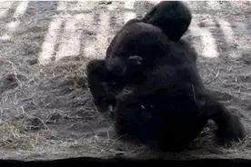 两只小猩猩在嬉戏打闹，没想到一只飞虫出现后的逗趣反应让人融化图片