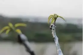 芒果嫁接技术图片