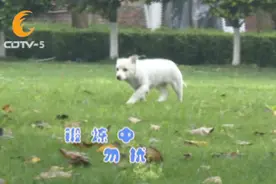 成都的这个公园 变成了流浪狗的最爱图片
