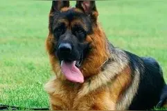 遍及世界多达千万只的军警两用全能犬：德牧黑背真心强悍图片