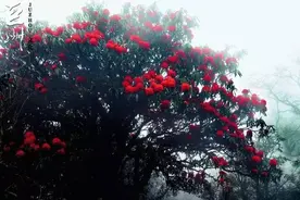 “噗嗤”一声｜菌子山杜鹃花与你芳华相遇图片