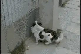哈哈哈哈哈毫无违和感！（二货主人你够了）！图片