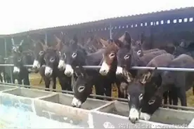 一个农夫进城卖驴和山羊（看一遍，思考三天）图片
