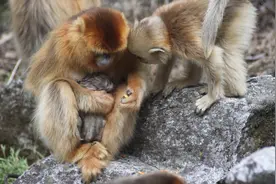 闻所未闻，猴子当“产婆”？图片